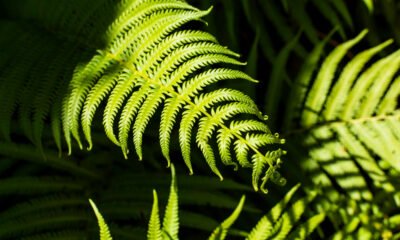 Fiddlehead Ferns
