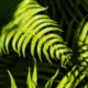 Fiddlehead Ferns