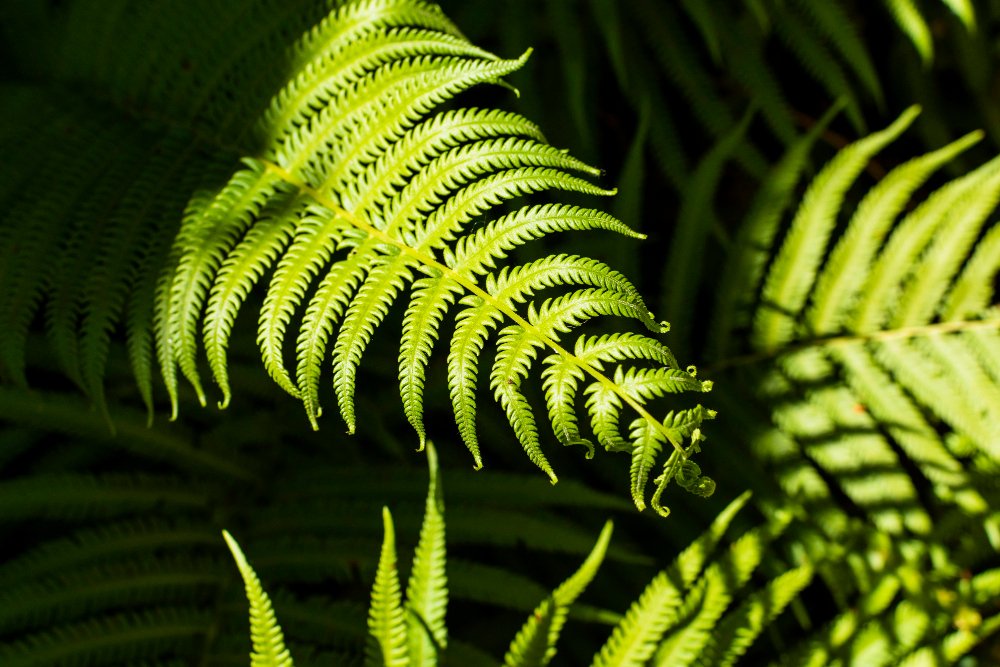 Fiddlehead Ferns